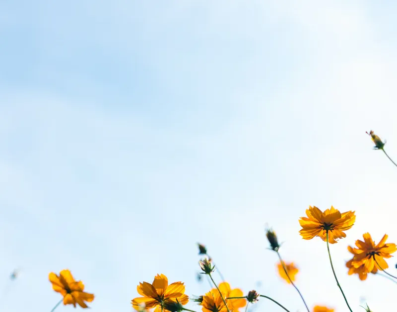 xingstarx Blog image